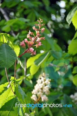 Chestnut Blossom Stock Photo