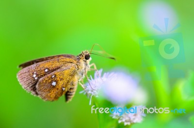 Chestnut Bob Or Lambrix Salsala, Close Up Small Brown Butterfly Stock Photo