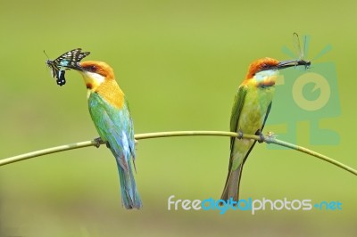 Chestnut-headed Bee-eater Stock Photo