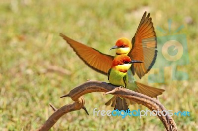 Chestnut-headed Bee Eater Stock Photo