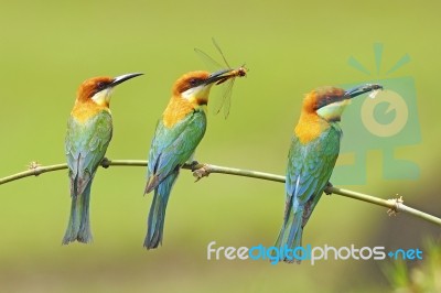 Chestnut-headed Bee-eater Stock Photo