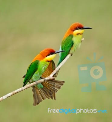 Chestnut-headed Bee-eater Stock Photo