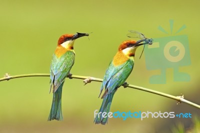 Chestnut-headed Bee-eater Stock Photo