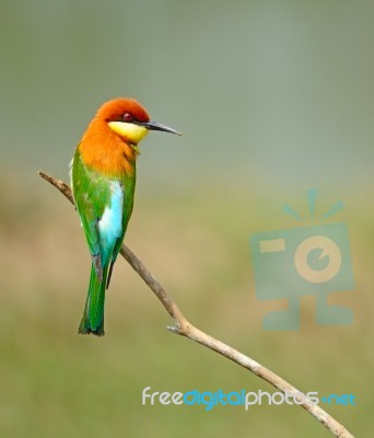 Chestnut-headed Bee-eater Stock Photo