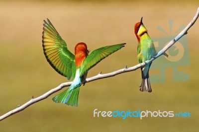 Chestnut-headed Bee Eater Stock Photo