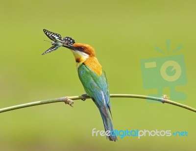 Chestnut-headed Bee-eater Stock Photo