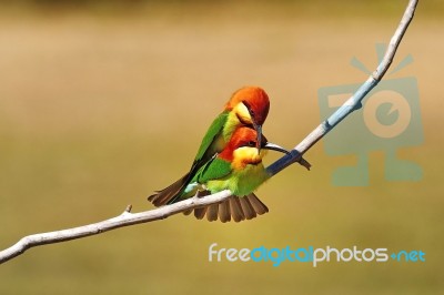 Chestnut-headed Bee Eater Stock Photo