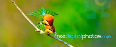 Chestnut-headed Bee Eater Stock Photo