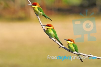 Chestnut-headed Bee-eater Stock Photo