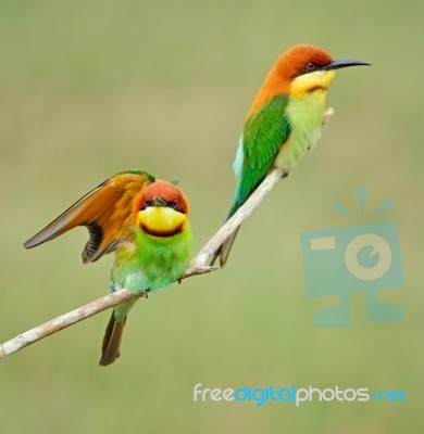 Chestnut-headed Bee-eater Stock Photo