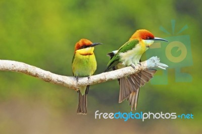 Chestnut-headed Bee Eater Stock Photo