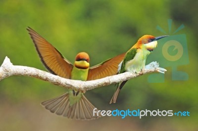 Chestnut-headed Bee Eater Stock Photo