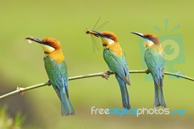 Chestnut-headed Bee-eater Stock Photo