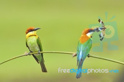 Chestnut-headed Bee-eater Stock Photo