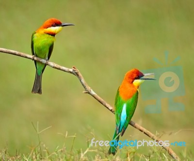 Chestnut-headed Bee-eater Stock Photo