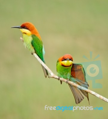 Chestnut-headed Bee-eater Stock Photo