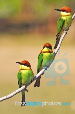 Chestnut-headed Bee Eater Stock Photo