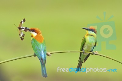 Chestnut-headed Bee-eater Stock Photo