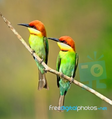 Chestnut-headed Bee-eater Stock Photo