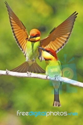 Chestnut-headed Bee Eater Stock Photo