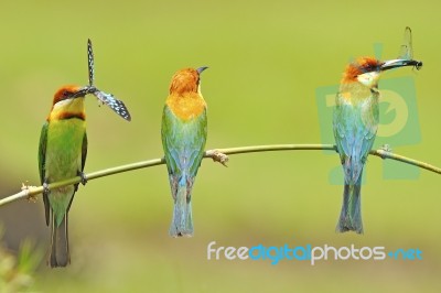 Chestnut-headed Bee-eater Stock Photo