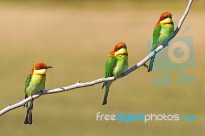 Chestnut-headed Bee-eater Stock Photo