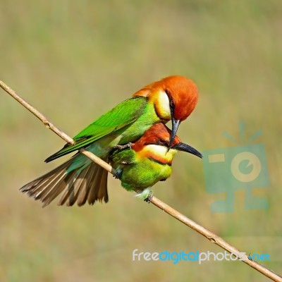 Chestnut-headed Bee-eater Stock Photo