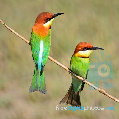 Chestnut-headed Bee-eater Stock Photo