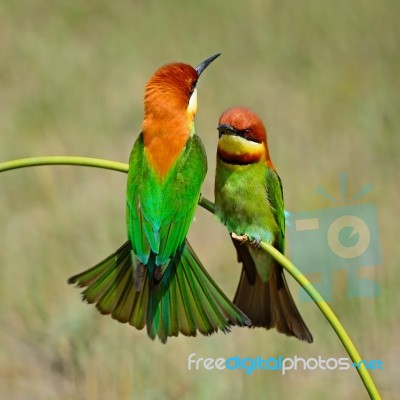 Chestnut-headed Bee-eater Stock Photo