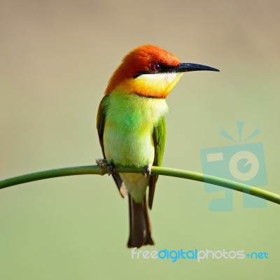 Chestnut-headed Bee-eater Stock Photo