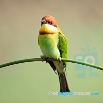 Chestnut-headed Bee-eater Stock Photo