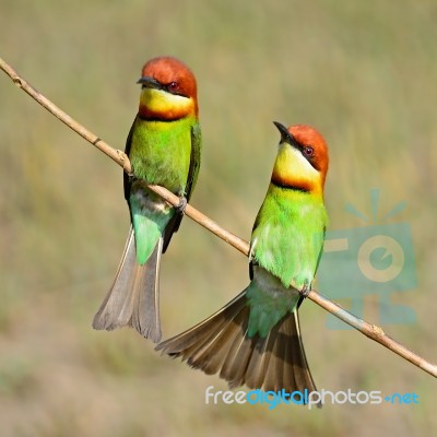 Chestnut-headed Bee-eater Stock Photo