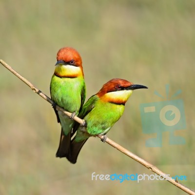 Chestnut-headed Bee-eater Stock Photo