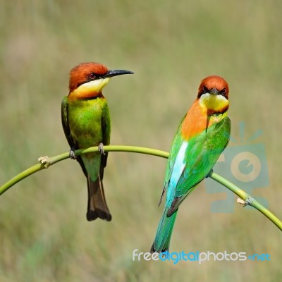 Chestnut-headed Bee-eater Stock Photo