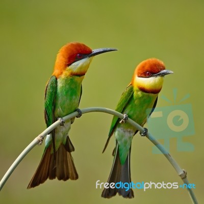 Chestnut-headed Bee-eater Stock Photo