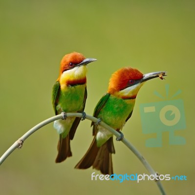 Chestnut-headed Bee-eater Stock Photo