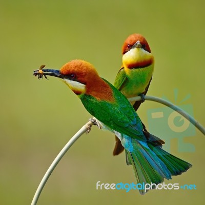 Chestnut-headed Bee-eater Stock Photo