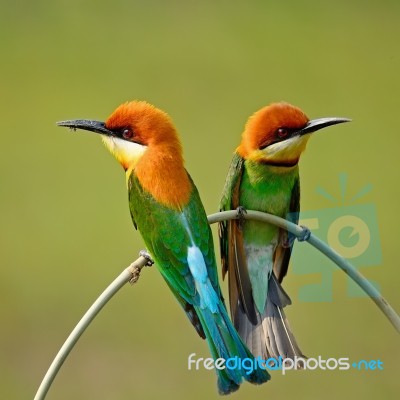 Chestnut-headed Bee-eater Stock Photo