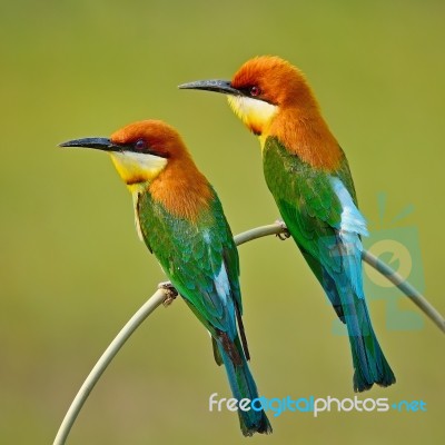 Chestnut-headed Bee-eater Stock Photo