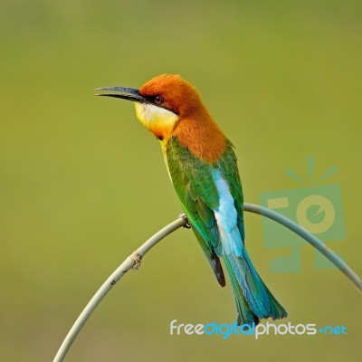 Chestnut-headed Bee-eater Stock Photo