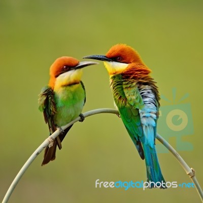 Chestnut-headed Bee-eater Stock Photo