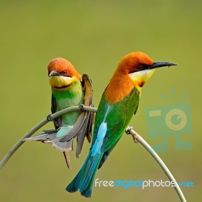 Chestnut-headed Bee-eater Stock Photo