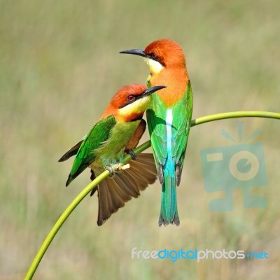 Chestnut-headed Bee-eater Stock Photo