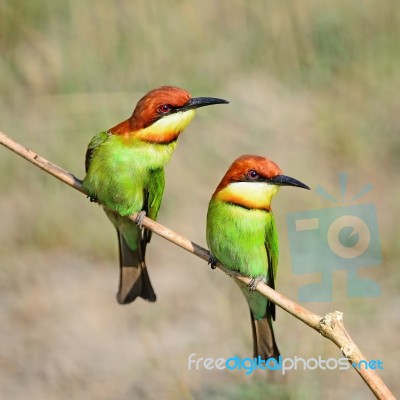 Chestnut-headed Bee-eater Stock Photo