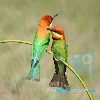 Chestnut-headed Bee-eater Stock Photo