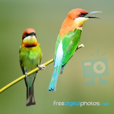 Chestnut-headed Bee-eater Stock Photo