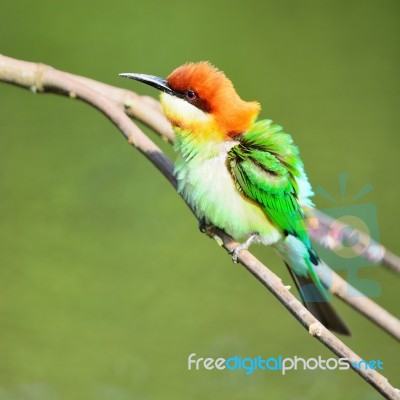 Chestnut-headed Bee-eater Stock Photo