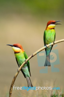 Chestnut-headed Bee-eater Stock Photo