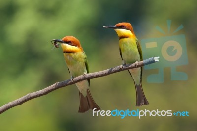 Chestnut Headed Bee Eater Stock Photo