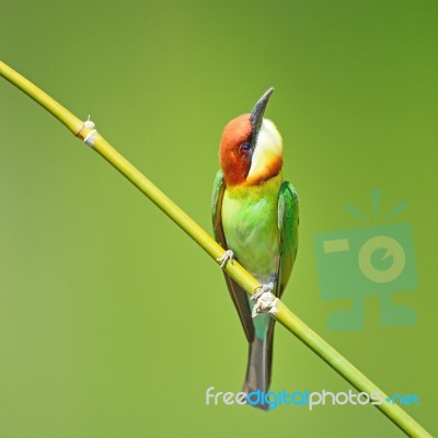 Chestnut-headed Bee-eater Stock Photo